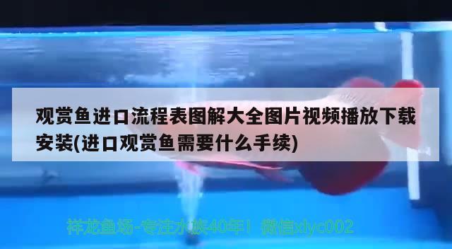 观赏鱼进口流程表图解大全图片视频播放下载安装(进口观赏鱼需要什么手续) 观赏鱼进出口 第1张