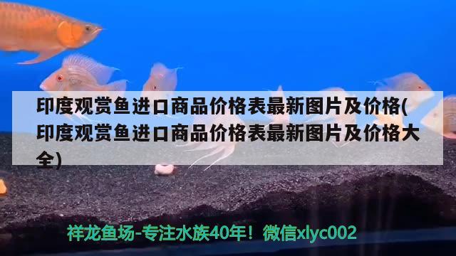 印度观赏鱼进口商品价格表最新图片及价格(印度观赏鱼进口商品价格表最新图片及价格大全)