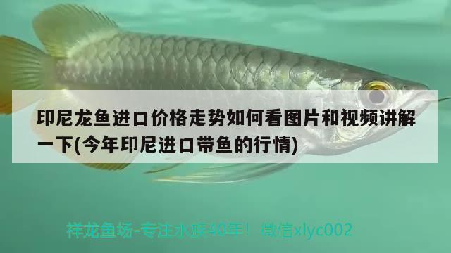 印尼龙鱼进口价格走势如何看图片和视频讲解一下(今年印尼进口带鱼的行情) 观赏鱼进出口