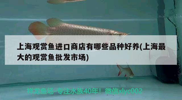 上海观赏鱼进口商店有哪些品种好养(上海最大的观赏鱼批发市场) 观赏鱼进出口