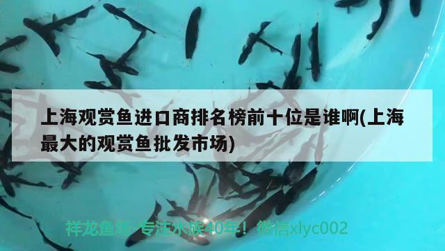 上海观赏鱼进口商排名榜前十位是谁啊(上海最大的观赏鱼批发市场)