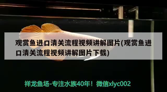 观赏鱼进口清关流程视频讲解图片(观赏鱼进口清关流程视频讲解图片下载)