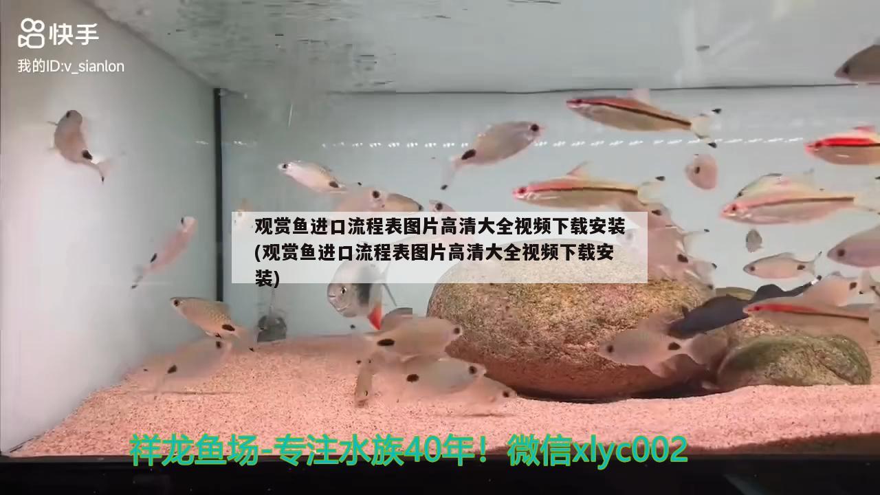 观赏鱼进口流程表图片高清大全视频下载安装(观赏鱼进口流程表图片高清大全视频下载安装) 观赏鱼进出口