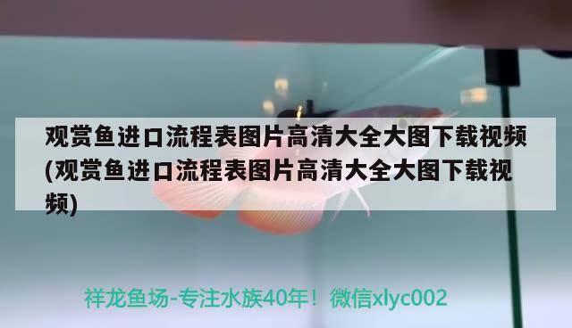 观赏鱼进口流程表图片高清大全大图下载视频(观赏鱼进口流程表图片高清大全大图下载视频)