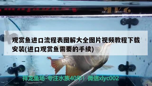 观赏鱼进口流程表图解大全图片视频教程下载安装(进口观赏鱼需要的手续) 观赏鱼进出口 第1张