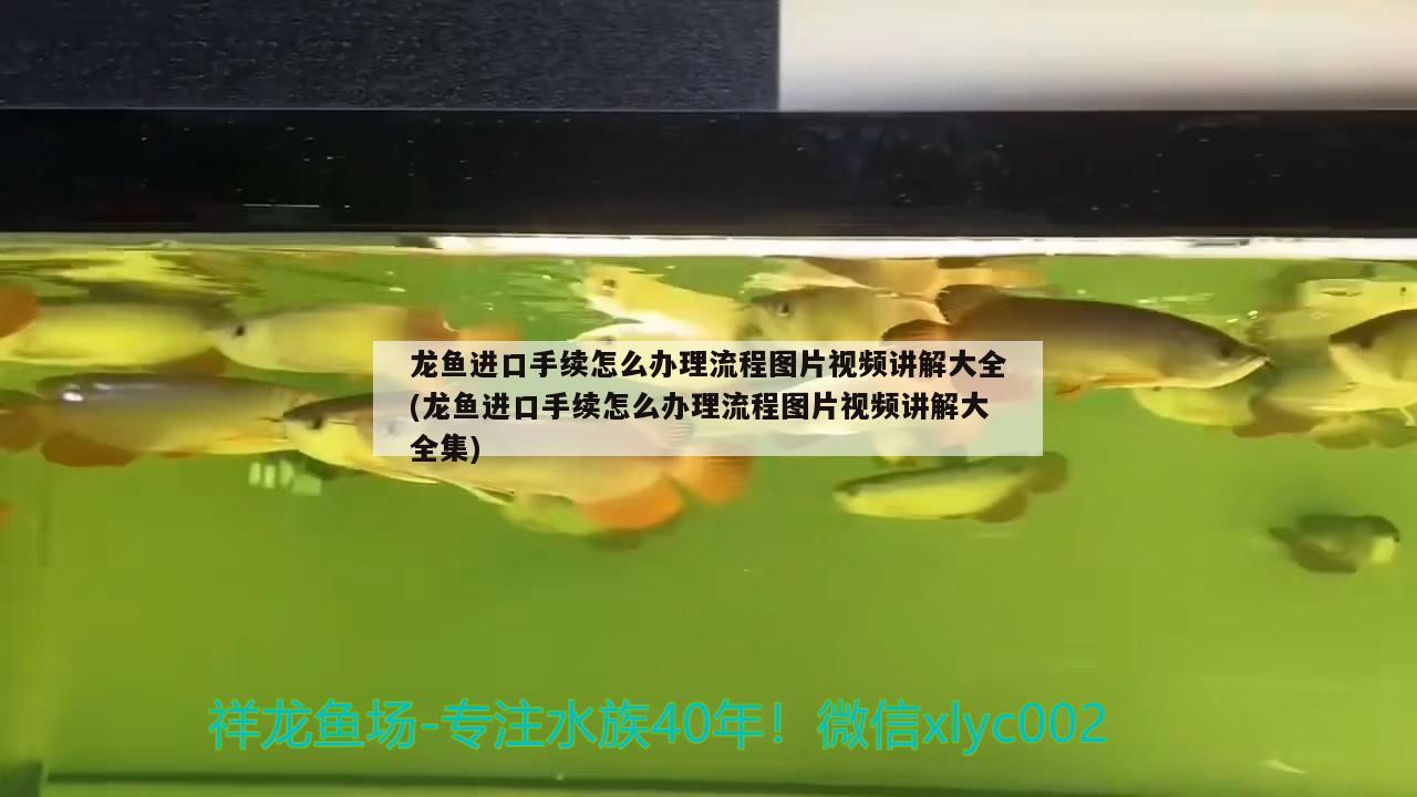 龙鱼进口手续怎么办理流程图片视频讲解大全(龙鱼进口手续怎么办理流程图片视频讲解大全集)