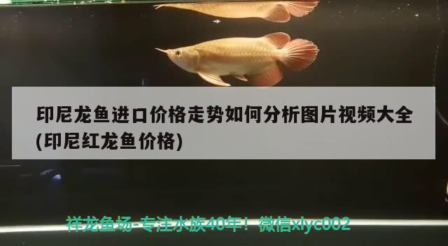 印尼龙鱼进口价格走势如何分析图片视频大全(印尼红龙鱼价格) 印尼红龙鱼