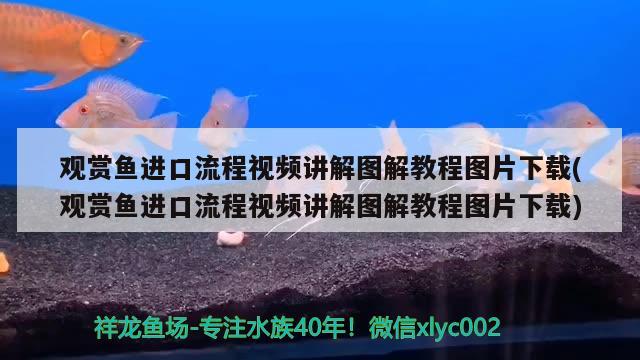 观赏鱼进口流程视频讲解图解教程图片下载(观赏鱼进口流程视频讲解图解教程图片下载)