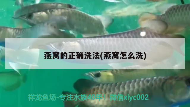 燕窝的正确洗法(燕窝怎么洗) 马来西亚燕窝