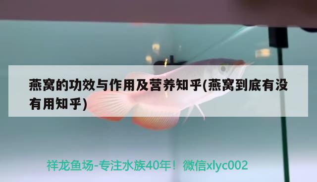 燕窝的功效与作用及营养知乎(燕窝到底有没有用知乎) 马来西亚燕窝