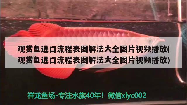 观赏鱼进口流程表图解法大全图片视频播放(观赏鱼进口流程表图解法大全图片视频播放)