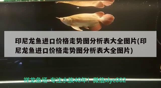 印尼龙鱼进口价格走势图分析表大全图片(印尼龙鱼进口价格走势图分析表大全图片) 观赏鱼进出口