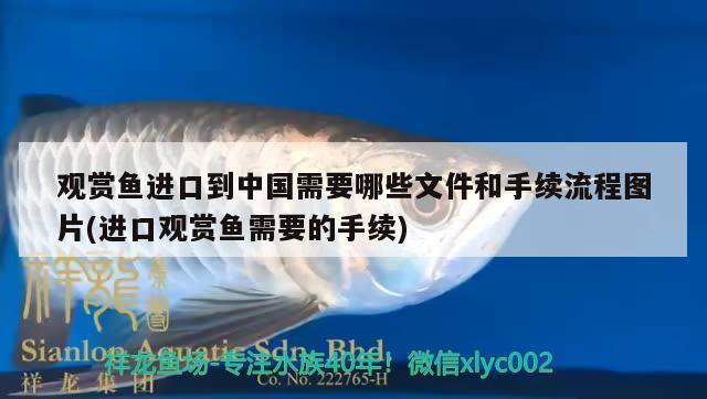 观赏鱼进口到中国需要哪些文件和手续流程图片(进口观赏鱼需要的手续) 观赏鱼进出口