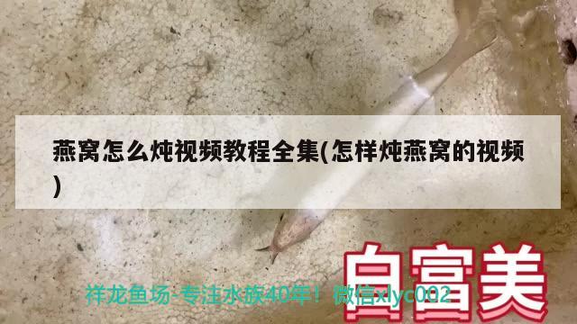 燕窝怎么炖视频教程全集(怎样炖燕窝的视频)