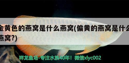 金黄色的燕窝是什么燕窝(偏黄的燕窝是什么燕窝?) 马来西亚燕窝