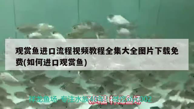观赏鱼进口流程视频教程全集大全图片下载免费(如何进口观赏鱼)