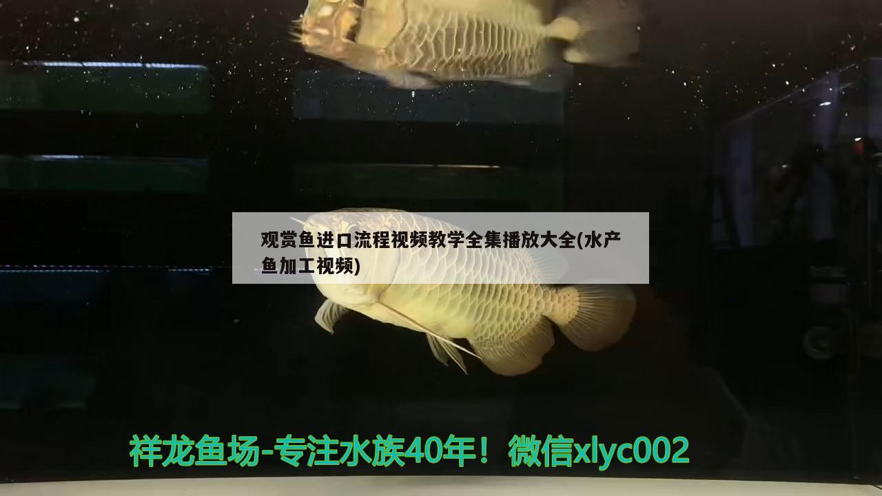 观赏鱼进口流程视频教学全集播放大全(水产鱼加工视频)