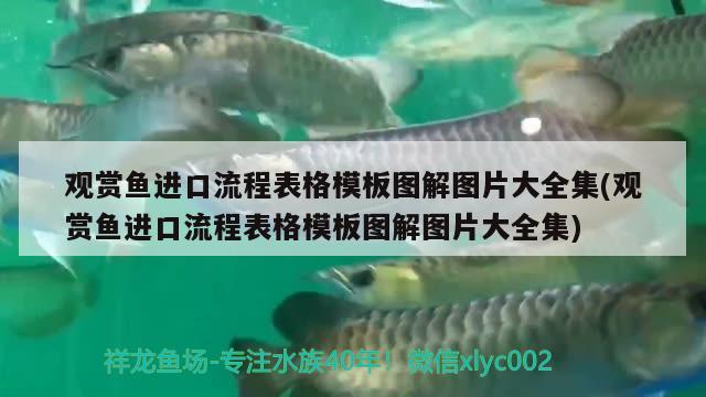 观赏鱼进口流程表格模板图解图片大全集(观赏鱼进口流程表格模板图解图片大全集) 观赏鱼进出口 第1张