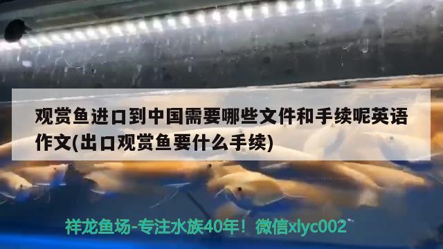 观赏鱼进口到中国需要哪些文件和手续呢英语作文(出口观赏鱼要什么手续) 观赏鱼进出口