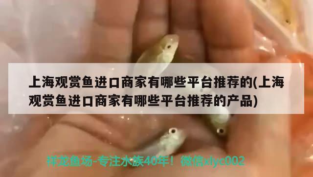 上海观赏鱼进口商家有哪些平台推荐的(上海观赏鱼进口商家有哪些平台推荐的产品) 观赏鱼进出口