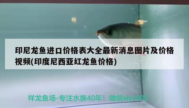 印尼龙鱼进口价格表大全最新消息图片及价格视频(印度尼西亚红龙鱼价格)