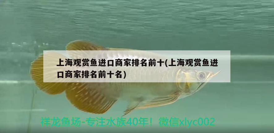 上海观赏鱼进口商家排名前十(上海观赏鱼进口商家排名前十名)