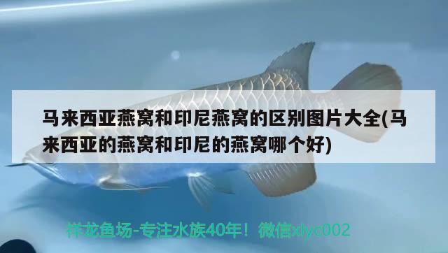 马来西亚燕窝和印尼燕窝的区别图片大全(马来西亚的燕窝和印尼的燕窝哪个好) 马来西亚燕窝