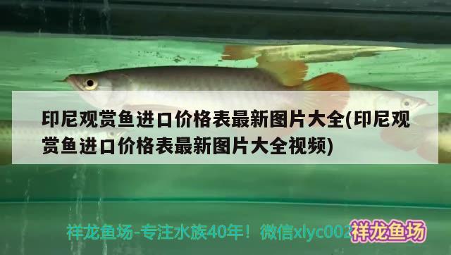 印尼观赏鱼进口价格表最新图片大全(印尼观赏鱼进口价格表最新图片大全视频)