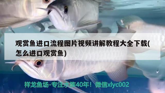 观赏鱼进口流程图片视频讲解教程大全下载(怎么进口观赏鱼)