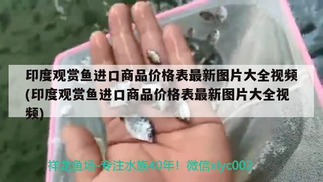 印度观赏鱼进口商品价格表最新图片大全视频(印度观赏鱼进口商品价格表最新图片大全视频)