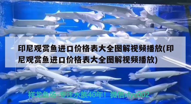 印尼观赏鱼进口价格表大全图解视频播放(印尼观赏鱼进口价格表大全图解视频播放) 观赏鱼进出口 第2张