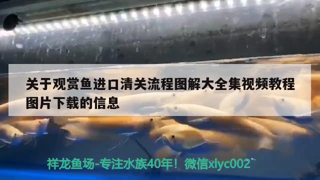 关于观赏鱼进口清关流程图解大全集视频教程图片下载的信息 观赏鱼进出口