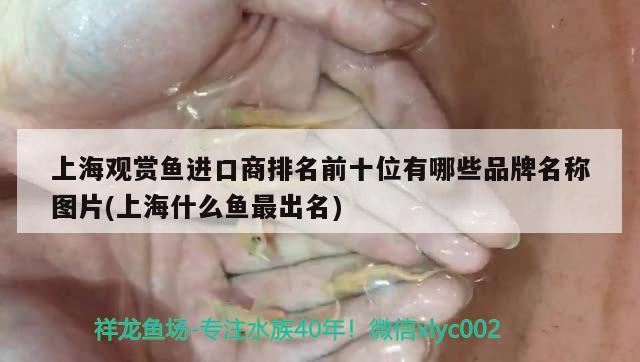 上海观赏鱼进口商排名前十位有哪些品牌名称图片(上海什么鱼最出名) 观赏鱼进出口