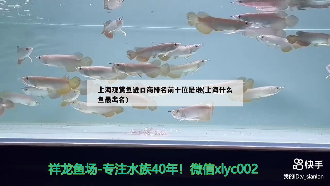 上海观赏鱼进口商排名前十位是谁(上海什么鱼最出名)