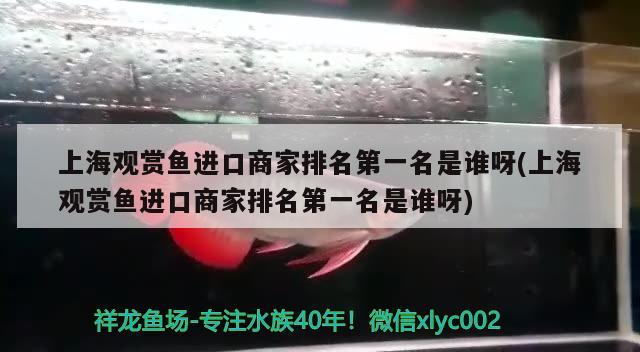 上海观赏鱼进口商家排名第一名是谁呀(上海观赏鱼进口商家排名第一名是谁呀)