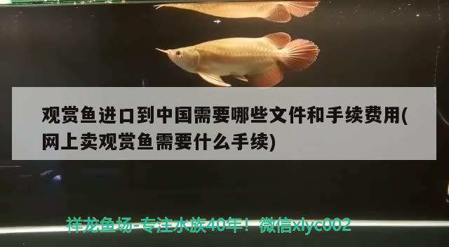 观赏鱼进口到中国需要哪些文件和手续费用(网上卖观赏鱼需要什么手续)