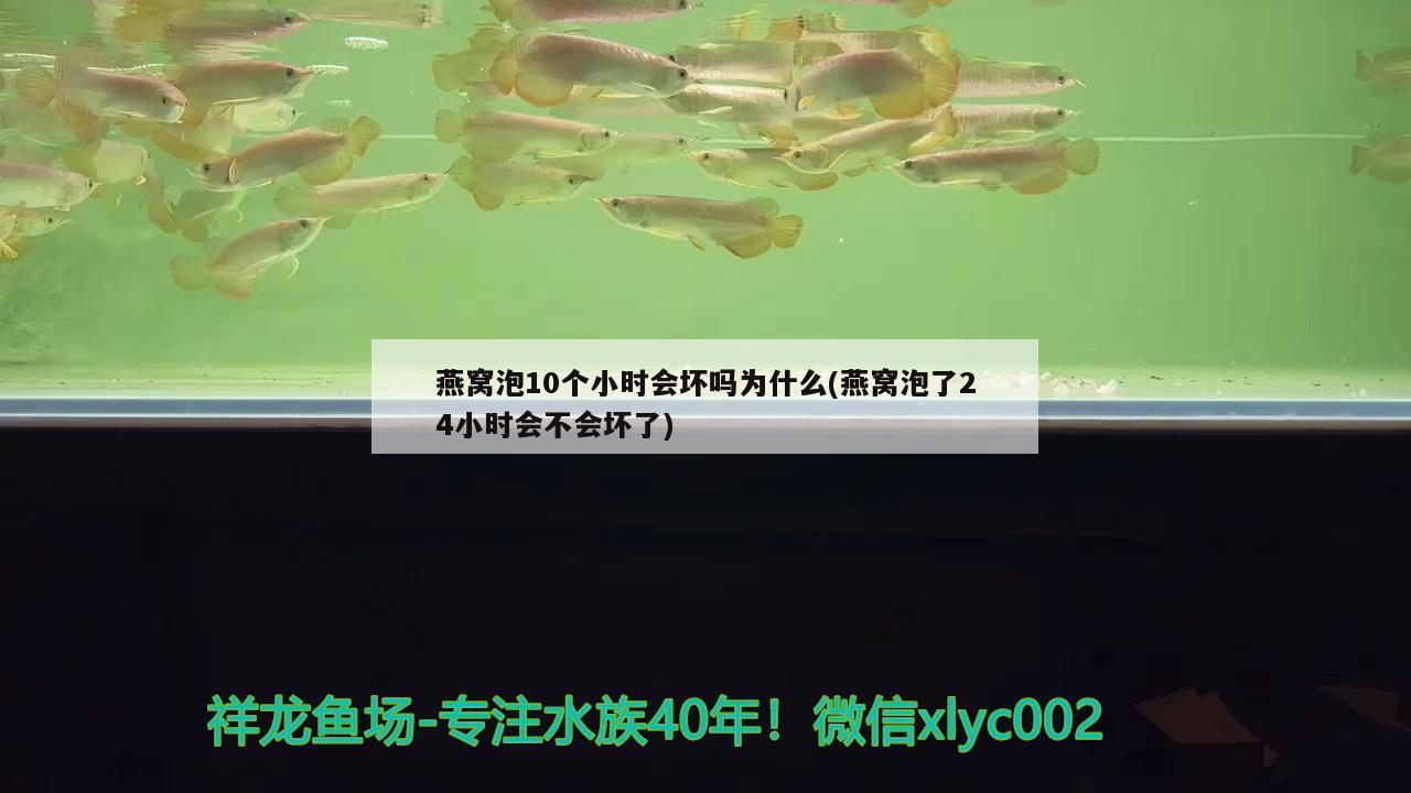 燕窝泡10个小时会坏吗为什么(燕窝泡了24小时会不会坏了) 马来西亚燕窝