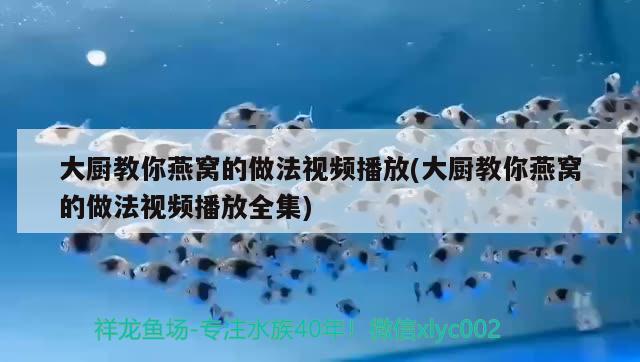 大厨教你燕窝的做法视频播放(大厨教你燕窝的做法视频播放全集)