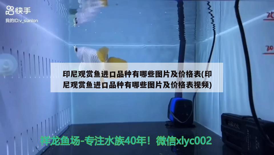 印尼观赏鱼进口品种有哪些图片及价格表(印尼观赏鱼进口品种有哪些图片及价格表视频)