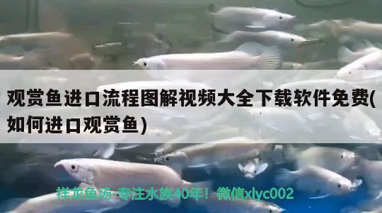 观赏鱼进口流程图解视频大全下载软件免费(如何进口观赏鱼)