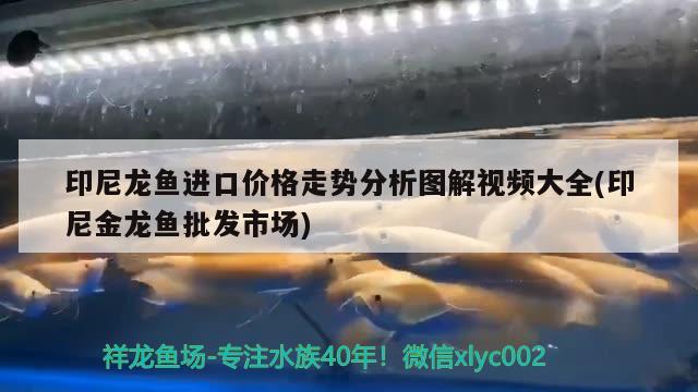 印尼龙鱼进口价格走势分析图解视频大全(印尼金龙鱼批发市场)