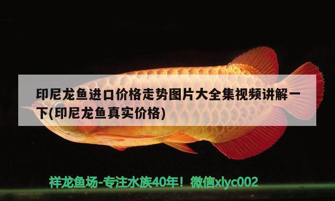 印尼龙鱼进口价格走势图片大全集视频讲解一下(印尼龙鱼真实价格)