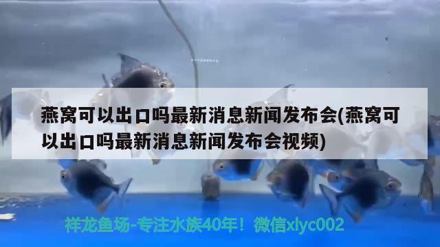 燕窝可以出口吗最新消息新闻发布会(燕窝可以出口吗最新消息新闻发布会视频) 马来西亚燕窝