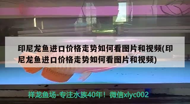 印尼龙鱼进口价格走势如何看图片和视频(印尼龙鱼进口价格走势如何看图片和视频) 观赏鱼进出口