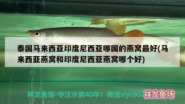 泰国马来西亚印度尼西亚哪国的燕窝最好(马来西亚燕窝和印度尼西亚燕窝哪个好)