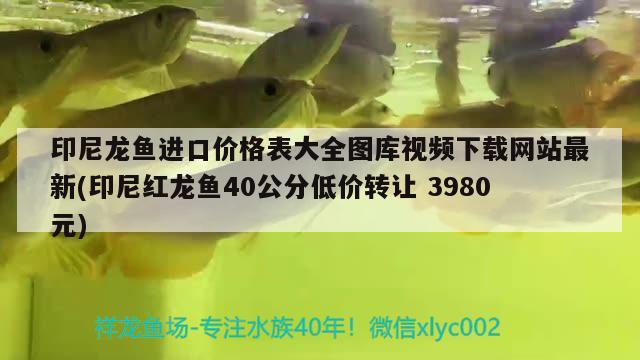 印尼龙鱼进口价格表大全图库视频下载网站最新(印尼红龙鱼40公分低价转让3980元) 印尼红龙鱼