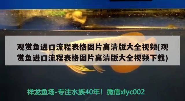 观赏鱼进口流程表格图片高清版大全视频(观赏鱼进口流程表格图片高清版大全视频下载) 观赏鱼进出口