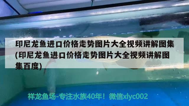 印尼龙鱼进口价格走势图片大全视频讲解图集(印尼龙鱼进口价格走势图片大全视频讲解图集百度)