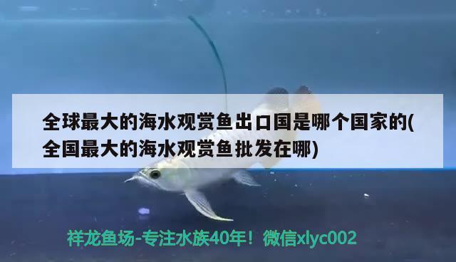 全球最大的海水观赏鱼出口国是哪个国家的(全国最大的海水观赏鱼批发在哪) 观赏鱼进出口