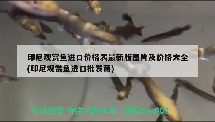 印尼观赏鱼进口价格表最新版图片及价格大全(印尼观赏鱼进口批发商)